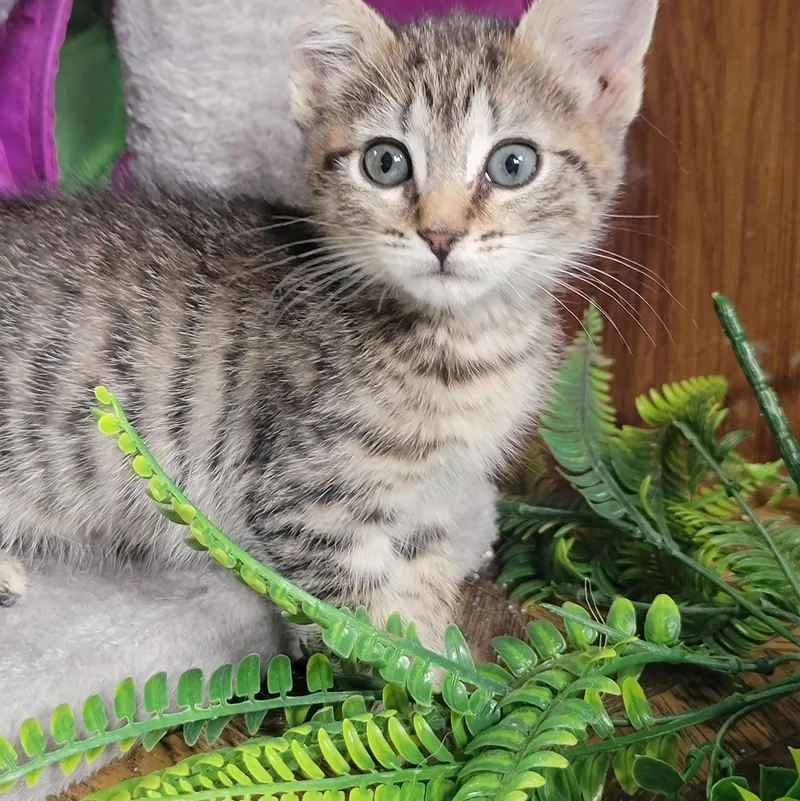 A baby medium-sized female Tabby (Gray / Blue / Silver) Domestic Short Hair cat named Buttons for adoption in Washoe Valley, NV