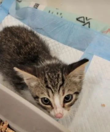 A baby medium-sized male Tabby (Brown / Chocolate) Domestic Short Hair cat named Georgie for adoption in oceanside, CA