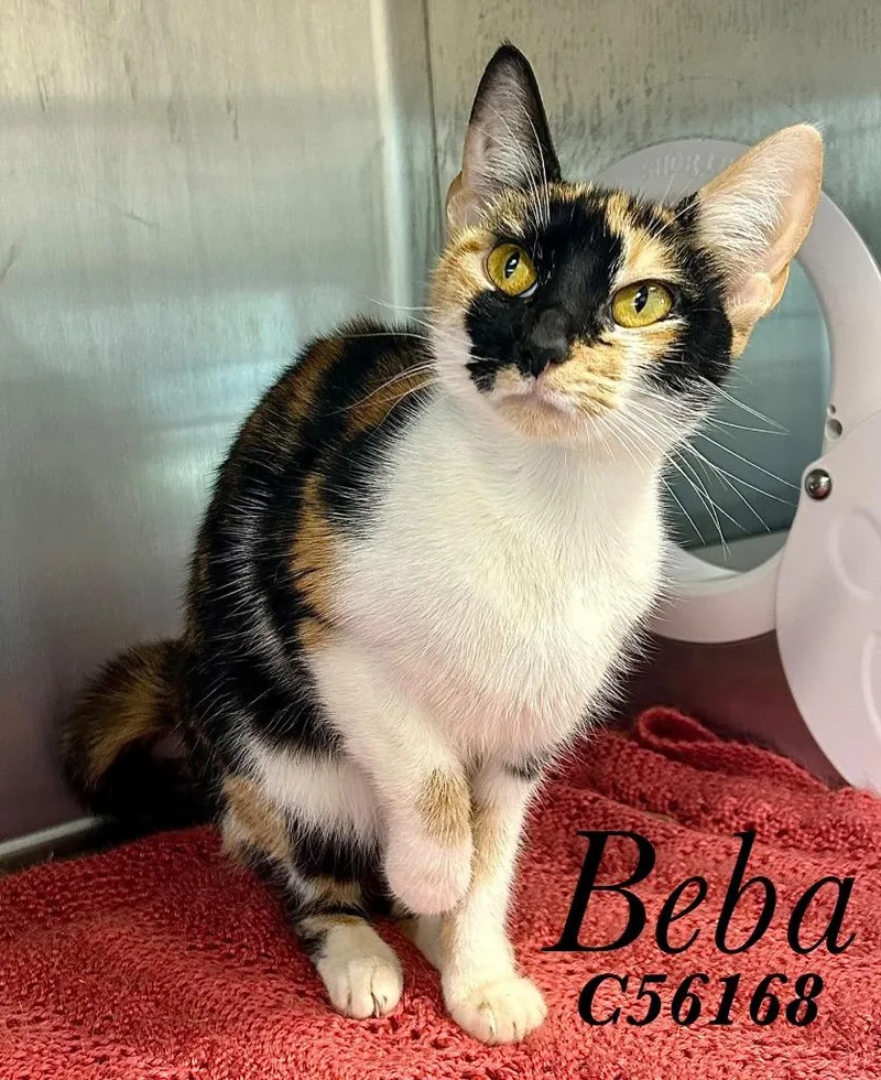 A baby small-sized female Domestic Short Hair cat named Beba for adoption in Clarksville, TN