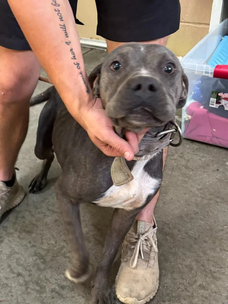 A young medium-sized female Pit Bull Terrier dog named Robin for adoption in Swainsboro, GA
