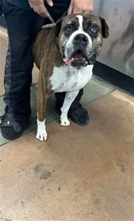 An adult large-sized male Boxer dog named Kobe for adoption in Van Nuys, CA
