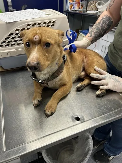 A young medium-sized male Dachshund dog named A for adoption in Bakersfield, CA