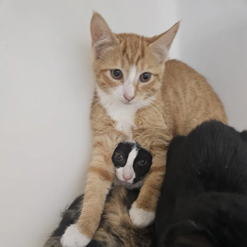 A young medium-sized male Orange / Red Domestic Short Hair cat named Rigatoni for adoption in Ridgely, MD