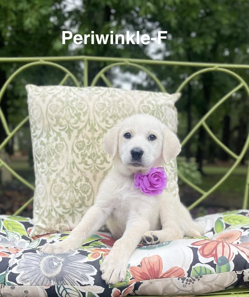 A Perwinkle Lonestar