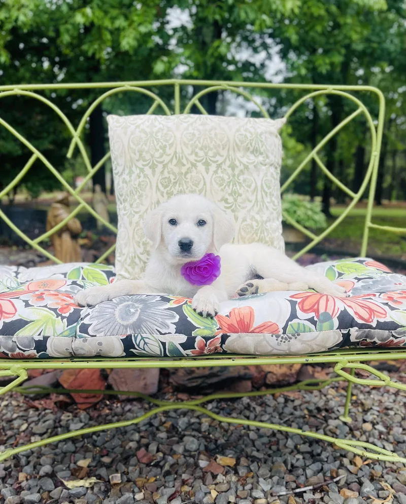 A Perwinkle Lonestar thumbnail 2