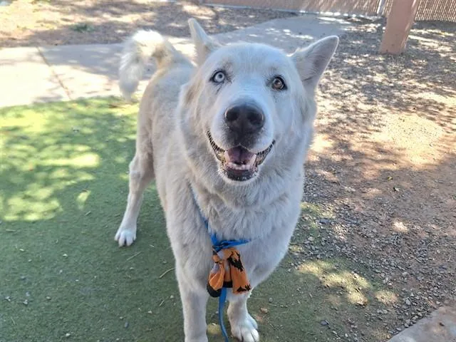 An adult large-sized male Alaskan Malamute dog named Michelin for adoption in Phoenix, AZ