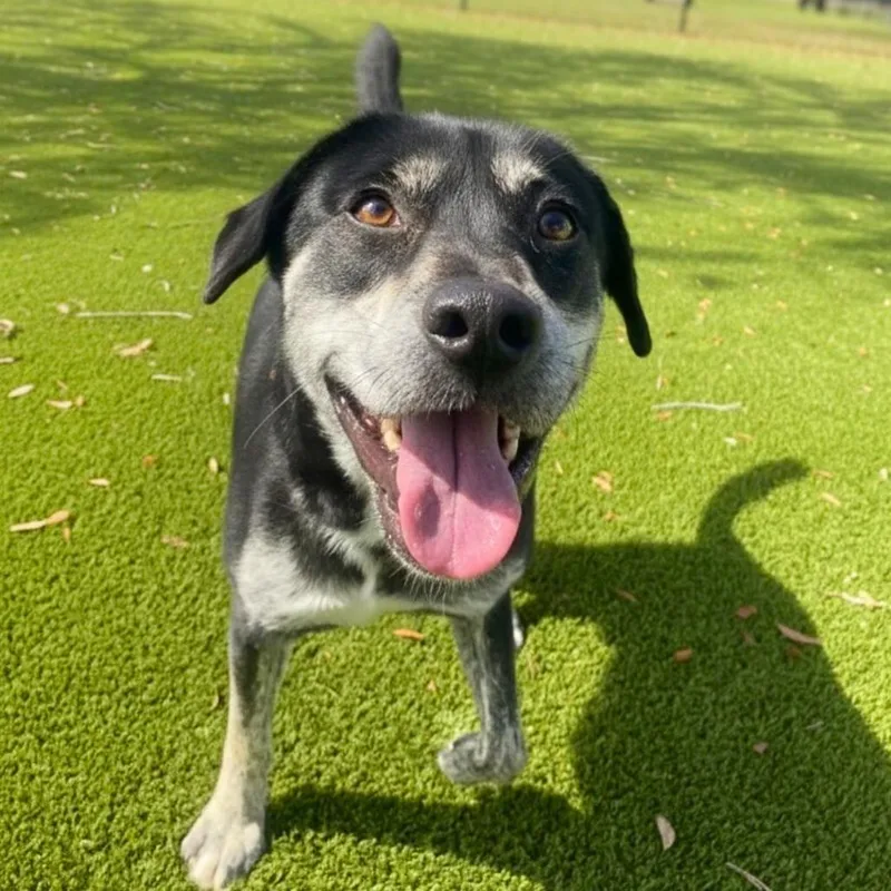 An adult medium-sized male Black Plott Hound dog named Flag for adoption in LOXAHATCHEE, FL