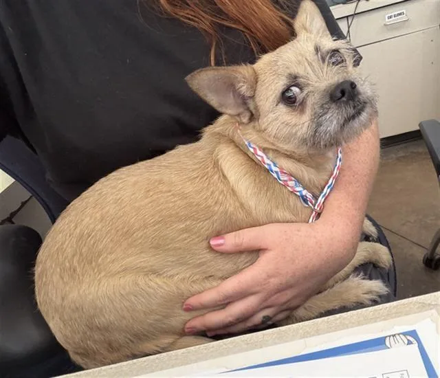 A young small-sized female Wirehaired Terrier dog named Edna for adoption in Portland, ME