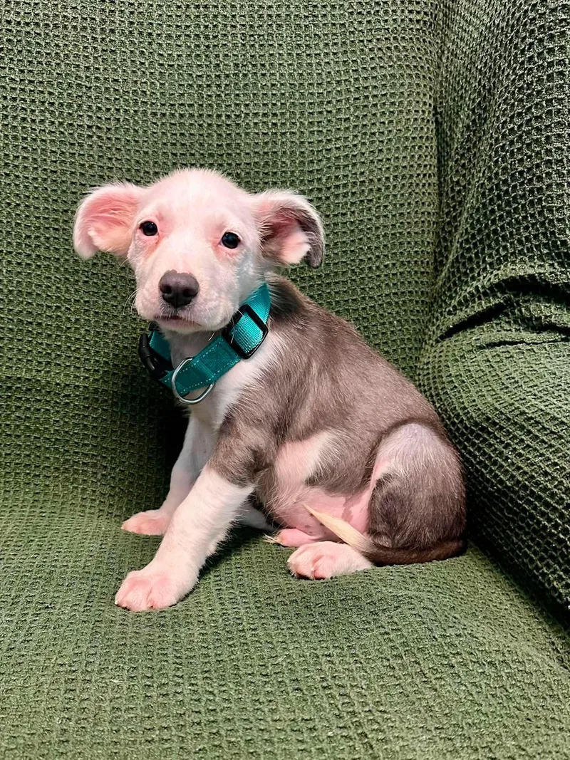 A young medium-sized male Australian Shepherd dog named Linus for adoption in Walker, LA