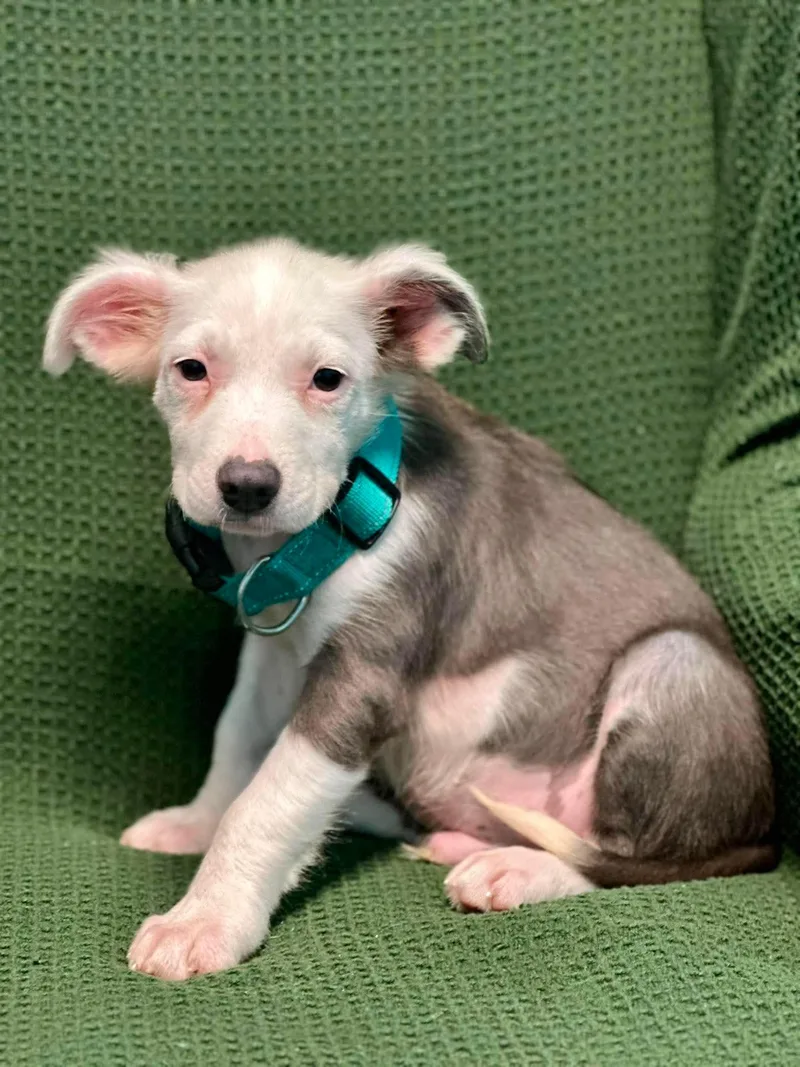 Linus thumbnail 2