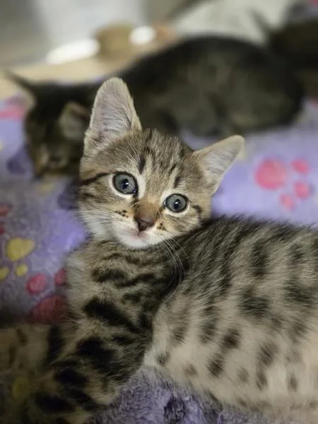A baby small-sized female Domestic Short Hair cat named Charity for adoption in Kennewick, WA