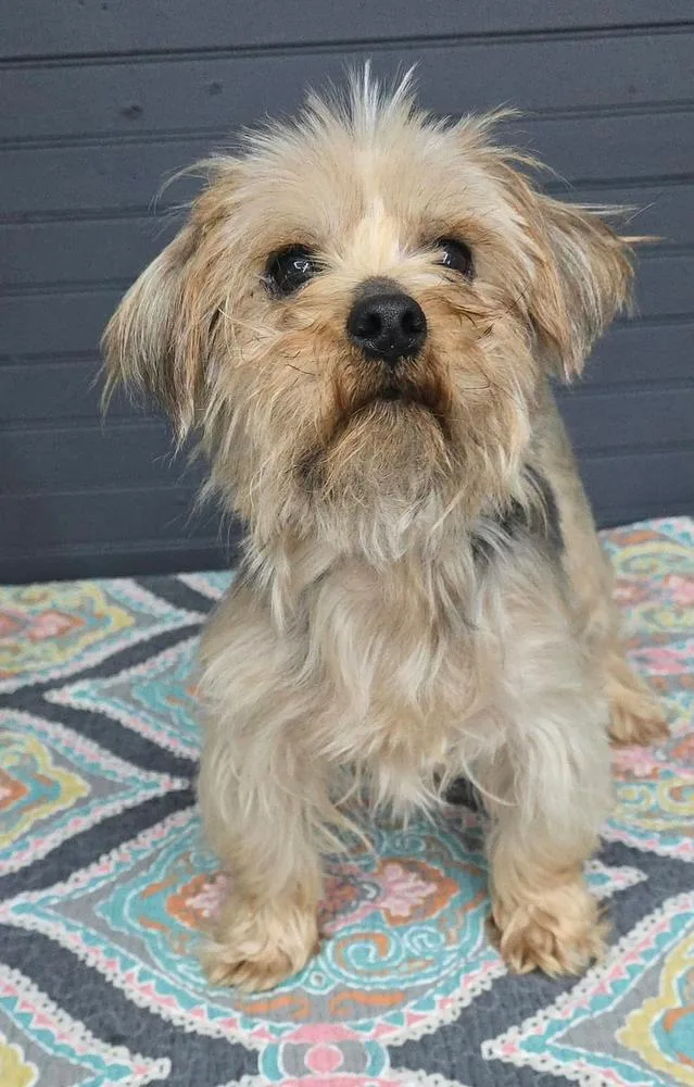 An adult small-sized male Yorkshire Terrier dog named Louie for adoption in Manhattan, NY