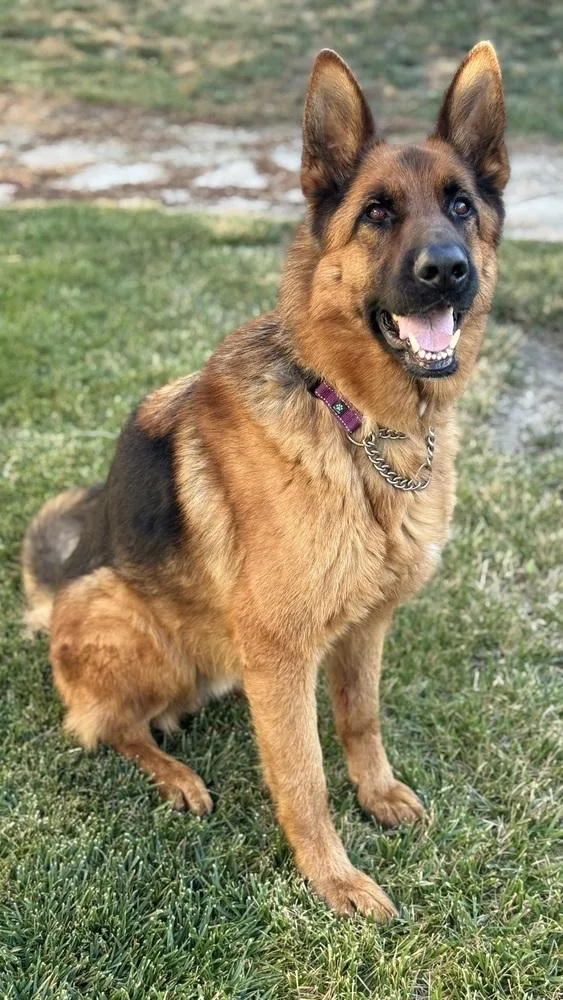 An adult large-sized male Brown / Chocolate German Shepherd Dog dog named Gunner for adoption in Pleasant Hill, CA