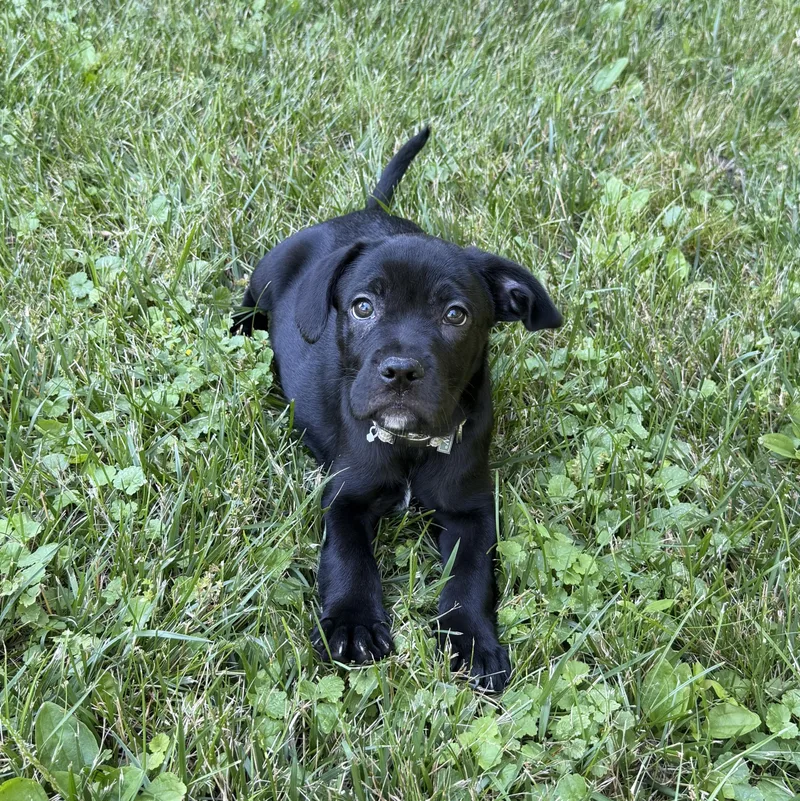 A baby medium-sized male Labrador Retriever dog named Memphis for adoption in Carmel, NY