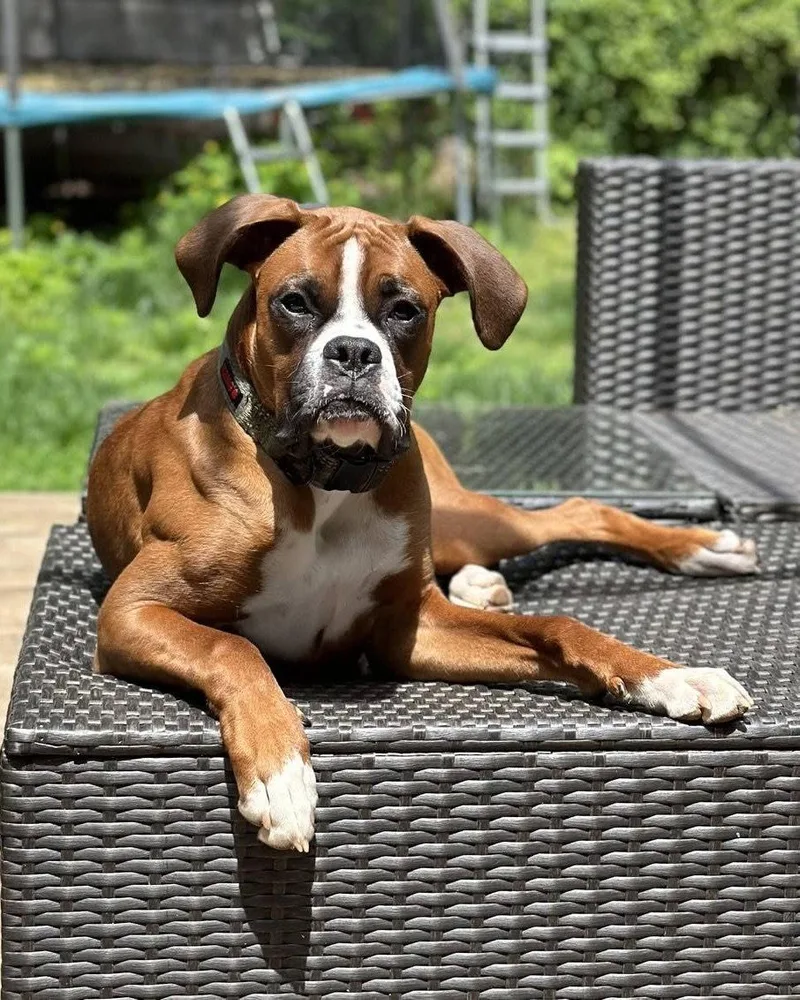An adult large-sized male Boxer dog named Compton for adoption in Monticello, NY