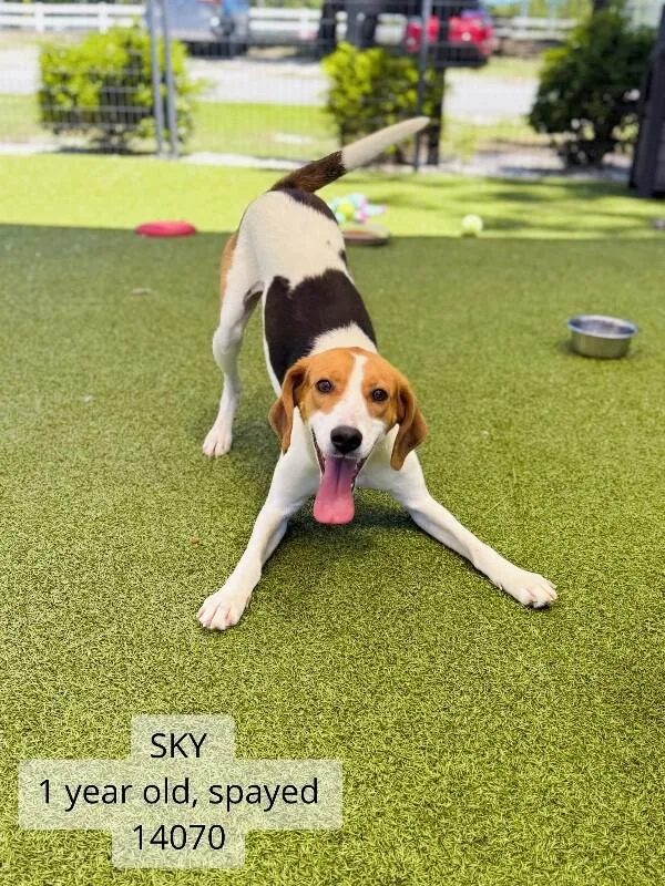 Sky