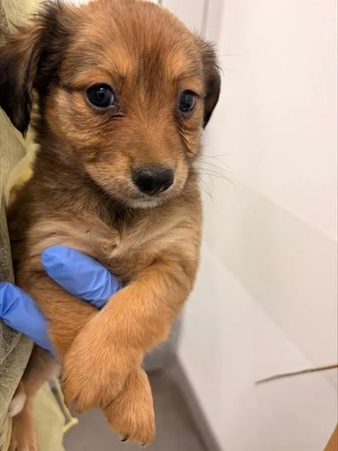 A baby medium-sized female Australian Kelpie dog named Merida for adoption in Mesa, AZ