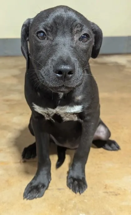 A baby medium-sized female Black Labrador Retriever dog named Velma for adoption in Jackson, GA