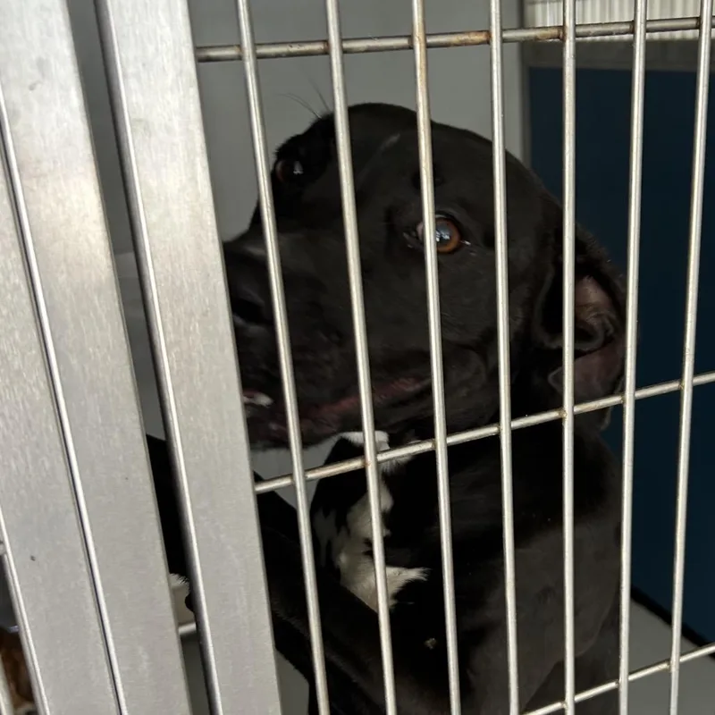 An adult medium-sized male Black Black Labrador Retriever dog named Vinny for adoption in Greenville, SC