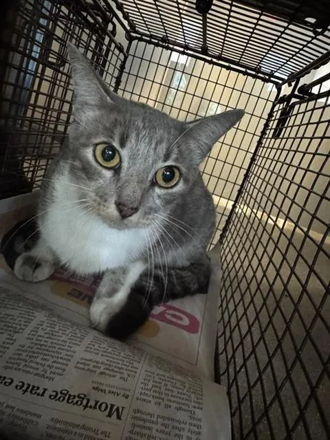 An adult small-sized female Domestic Short Hair cat named A for adoption in San Antonio, TX