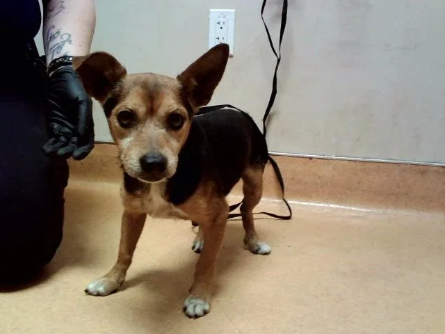 An adult small-sized male Terrier dog named A for adoption in Martinez, CA