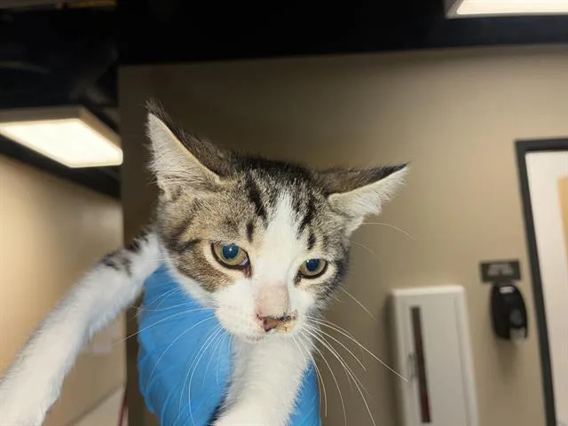A baby small-sized male Domestic Short Hair cat named Nod for adoption in Modesto, CA