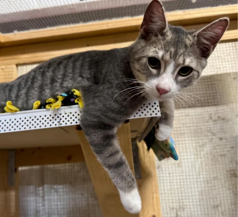 A young medium-sized male Domestic Short Hair cat named Paddy for adoption in Centerville, GA