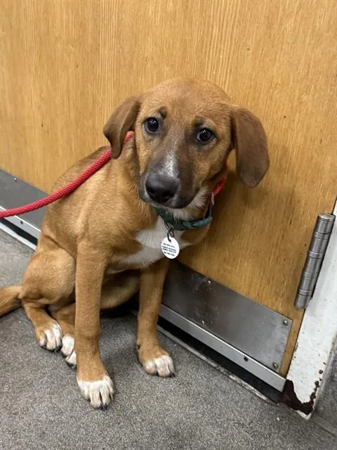 A young small-sized female Rhodesian Ridgeback dog named Luna for adoption in Upper Marlboro, MD