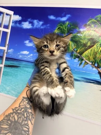 A young small-sized male Domestic Short Hair cat named B Vanna for adoption in North Charleston, SC
