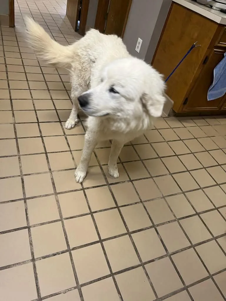 A baby large-sized male Bicolor Great Pyrenees dog named Nola for adoption in Eatontown, NJ