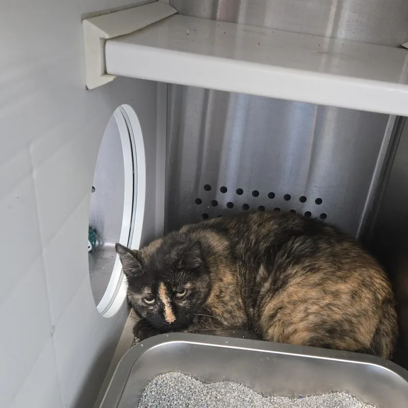 A senior medium-sized female Tortoiseshell Domestic Short Hair cat named Halloween for adoption in Washburn, MO