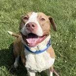A senior large-sized male Mixed Breed dog named Toby for adoption in Hilliard, OH