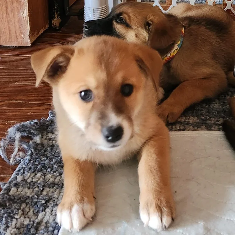A baby medium-sized male Australian Shepherd dog named Matt Sallee for adoption in Joliet, IL