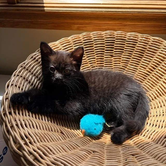 Baby Black thumbnail 3