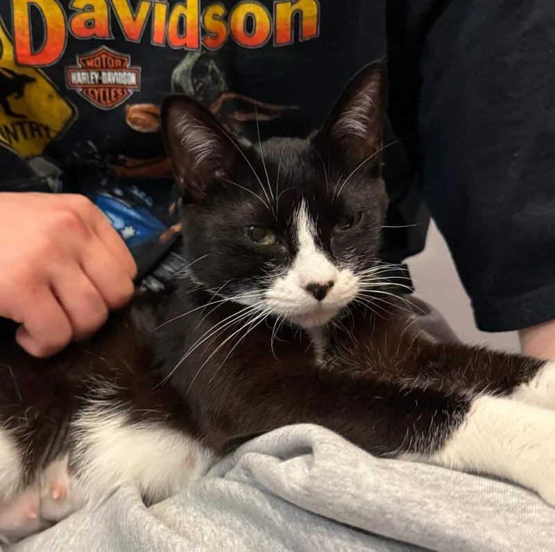 A young medium-sized female Domestic Short Hair cat named Veronica for adoption in South Bend, IN