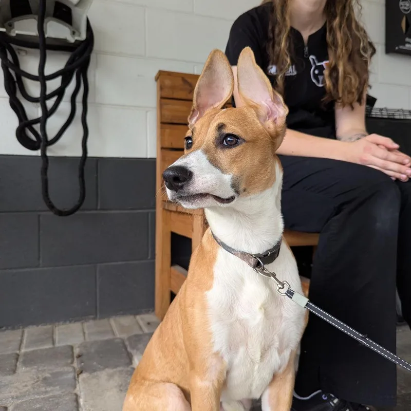A young medium-sized female Golden Shepherd dog named Venus for adoption in Ocala, FL