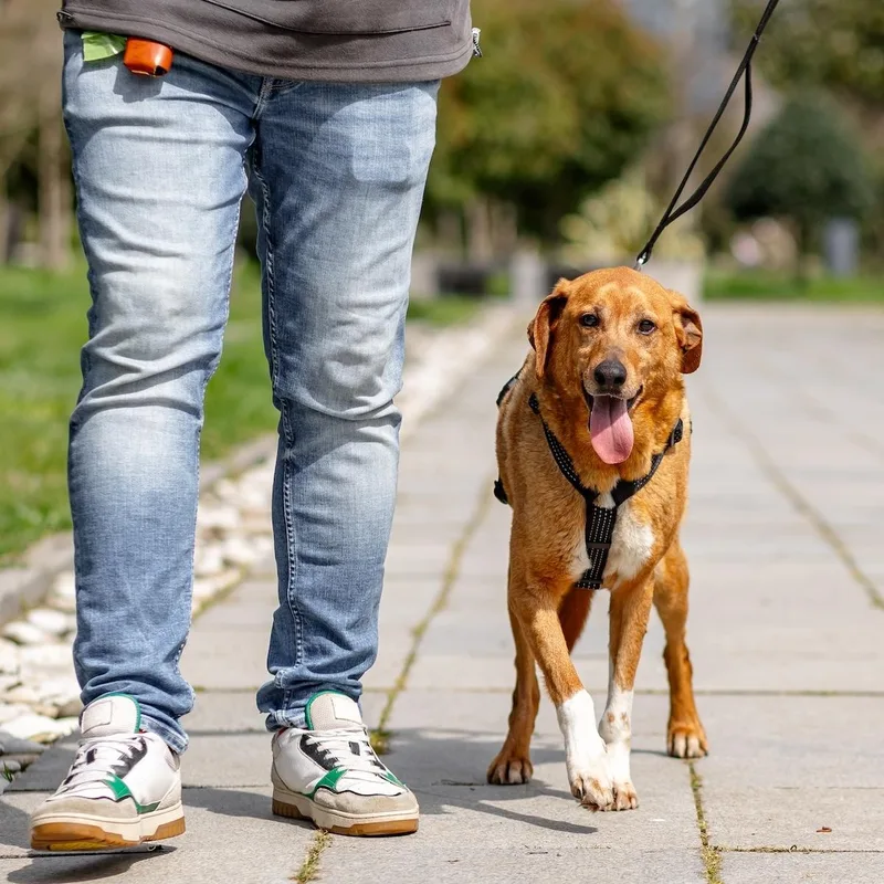 An adult medium-sized male Red / Chestnut / Orange Labrador Retriever dog named Dobby for adoption in Morristown, NJ