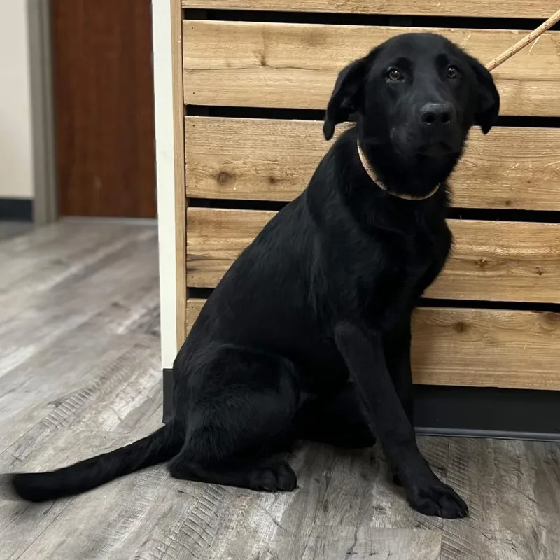 A young medium-sized male Black Labrador Retriever dog named Tate for adoption in Wadena, MN