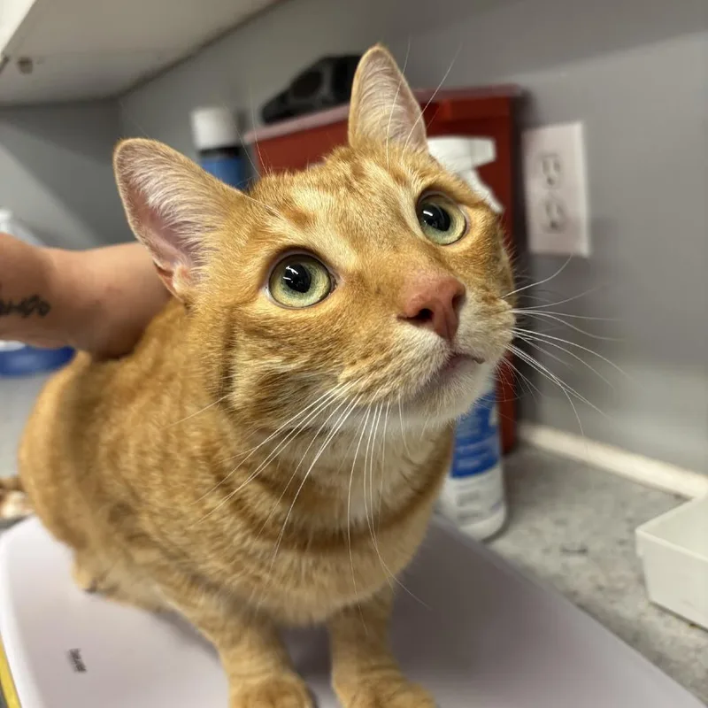 An adult large-sized male Orange / Red Domestic Short Hair cat named Toulouse for adoption in Spokane, WA