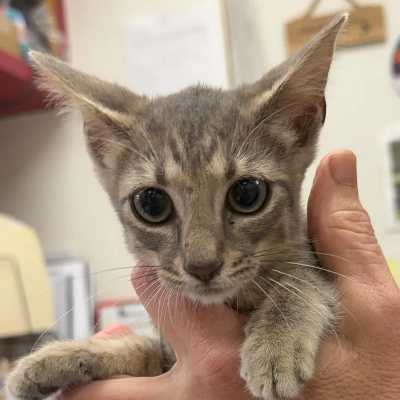 A baby small-sized female Gray / Blue / Silver Domestic Short Hair cat named Joon for adoption in Birmingham, AL