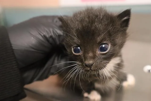 A baby small-sized male Domestic Short Hair cat named Squidward for adoption in Columbia, SC