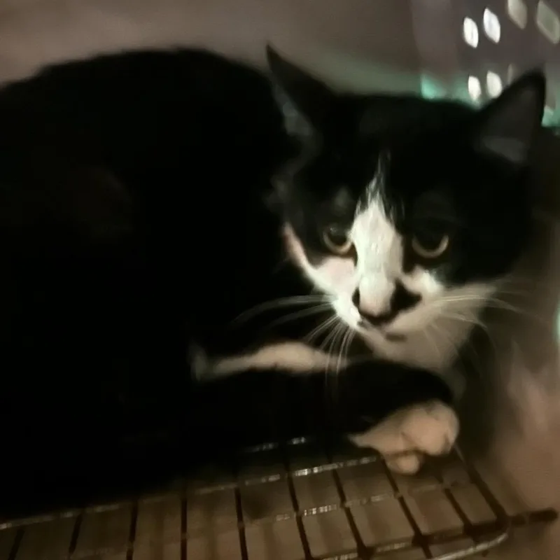 A young medium-sized female Black Domestic Short Hair cat named Veronica for adoption in Veneta, OR