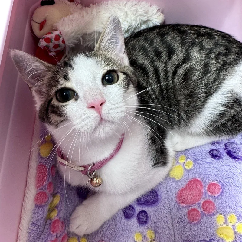 A baby medium-sized female Domestic Short Hair cat named Coral for adoption in Hilton Head Island, SC