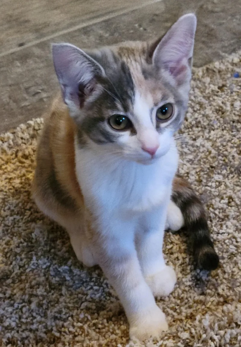 A baby medium-sized female Calico Domestic Short Hair cat named Rose for adoption in Las Vegas, NV
