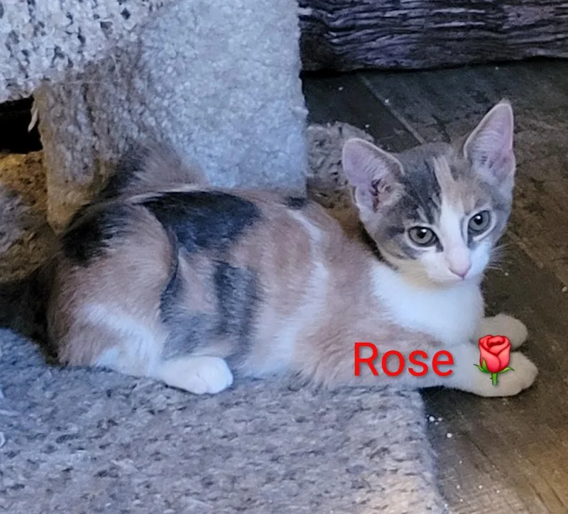 Rose thumbnail 2