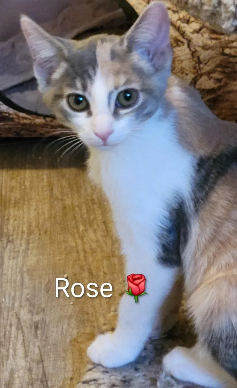 Rose thumbnail 3
