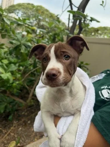 A baby small-sized male Mixed Breed dog named George O’malley for adoption in Honolulu, HI