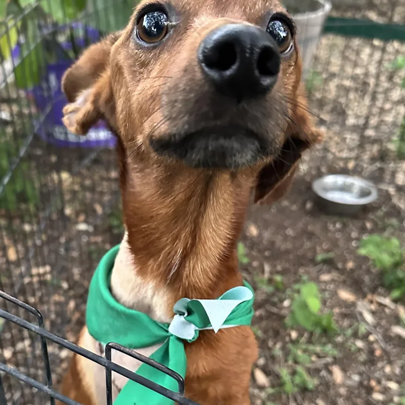 An adult small-sized male Red / Chestnut / Orange Dachshund dog named Wrigleyville Chicago Dog for adoption in kirby, TX