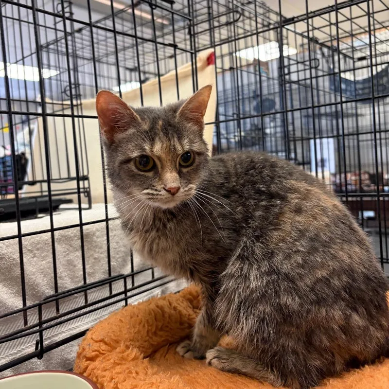 An adult medium-sized female Gray / Blue / Silver Domestic Short Hair cat named Mercy for adoption in Webster, TX