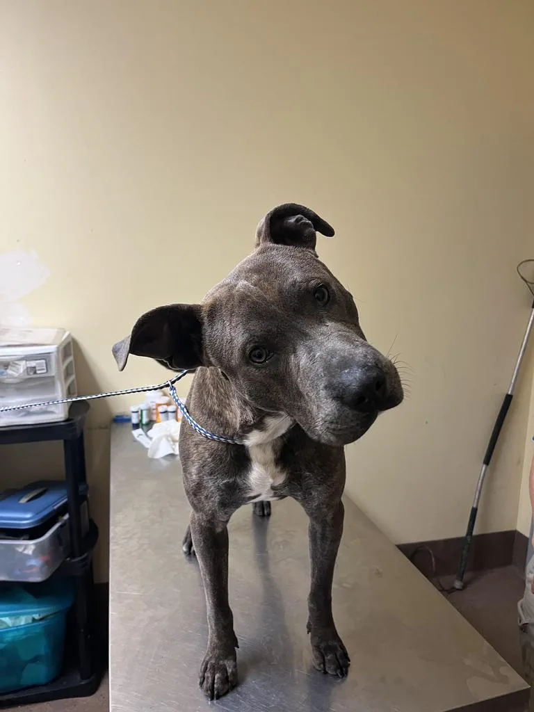 Dr. Kisses thumbnail 2